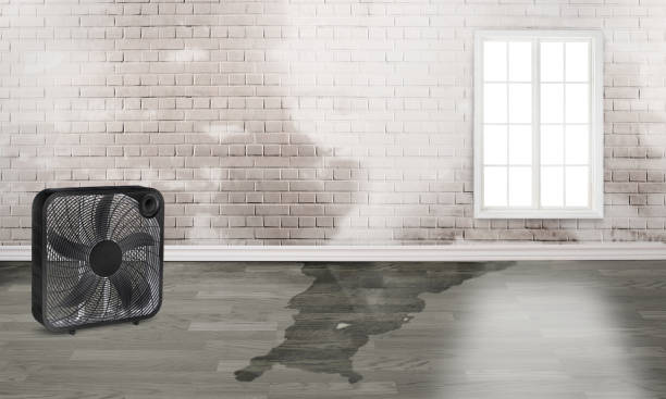 Best Carpet water damage restoration  in Blythe, CA